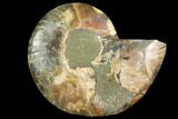 Agatized Ammonite Fossil (Half) - Madagascar #116804-1